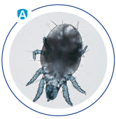 Neutralizacja alegrenów obraz 1