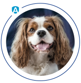 Neutralizacja alegrenów obraz 2