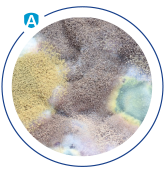 Neutralizacja alegrenów obraz 3